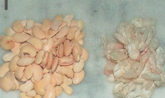 Épluchage des grains